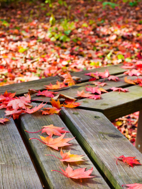 istock Autumn leaves background. Japan autumn. 1225948667
