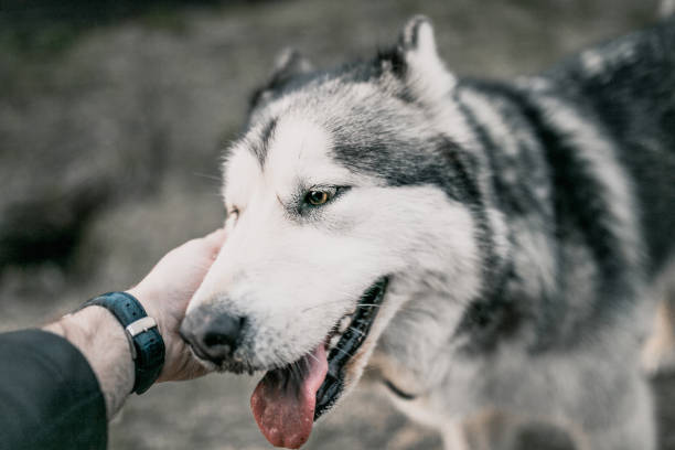 istock Close-up of an Alaskan Malamute dog muzzle 1225948938