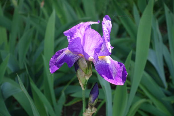 istock Bright purple flower of bearded iris in May 1225949097