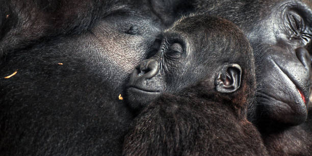 어머니의 가슴에서 자고 있는 아기 침팬지 - animal ape monkey bonding 뉴스 사진 이미지