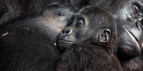Baby chimpanzee sleeping at his mother' chest, together with family. Mother love family concept. The Pan troglodytes, Mother's day.