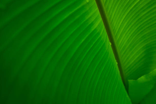 istock Closeup banana green leaf with raindrop. Water drop on leaf. Banana green leaf texture background. Green leaves in tropical forest. Greenery wallpaper. Botanical garden. Natural line pattern of plant. 1225951185