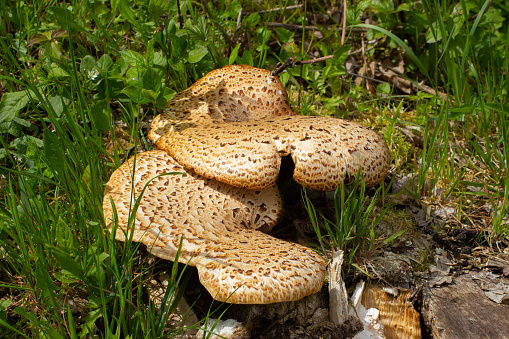 Close up of a basidiomycete bracket fungus also called Polyporus squamosus, Dryad's saddle, Pheasant's back mushroom or Schuppiger Stielporling