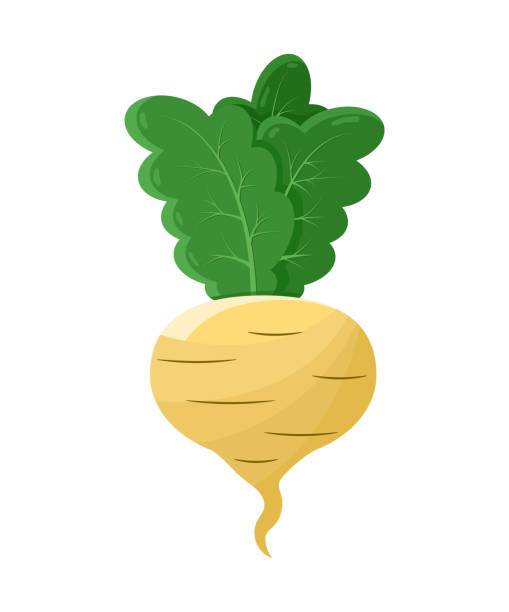 ilustraciones, imágenes clip art, dibujos animados e iconos de stock de icono de verduras radish, colorido banner de plantilla - rutabaga