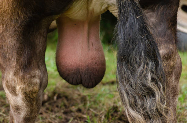 istock View from behind the testicles of a bull 1225953452