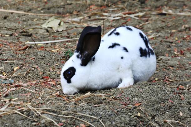 istock white rabbit in the front yard of the house 1225953648