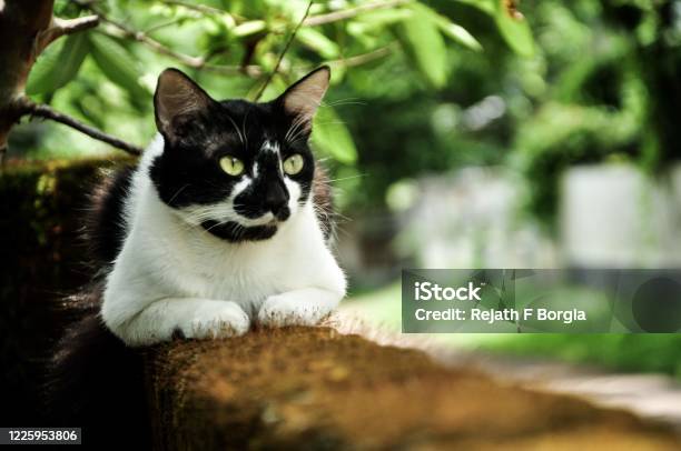 Cat Portrait Stock Photo - Download Image Now - Animal, Animal Body Part, Animal Eye