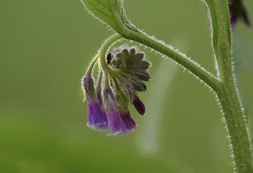 Flower of blue comfrey (Symphytum officinale) close-up of the perennial herb plant growing wild in moist grasslands, copy space, selected focus, narrow depth of field