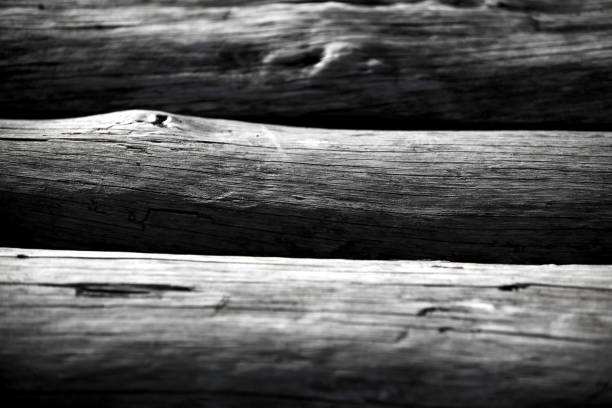 Industrial Huge Pile of Cut Woods Logs in Nature
