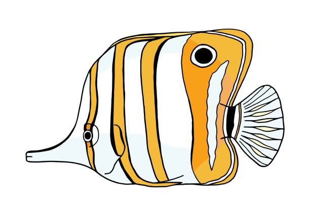 kupferband schmetterlingsfisch. umriss farbigevektor chelmon rostratus fisch. hand gezeichnete gelbe schnabel korallenfisch isoliert auf weißem hintergrund. illustration für kinder, logo, design, dekoration. - copperband butterflyfish stock-grafiken, -clipart, -cartoons und -symbole