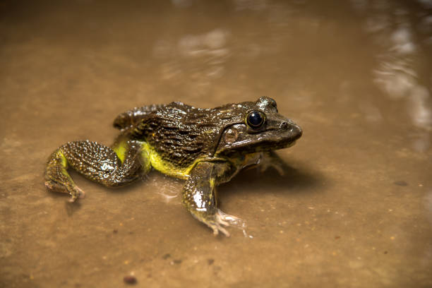 istock Frog in water or pond, close up 1225955030