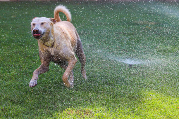istock Dog playing in garden sprinklers 1225955162