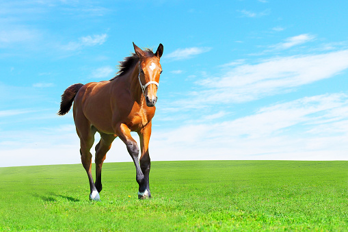 Foal gallops on a green meadow, spring pasture