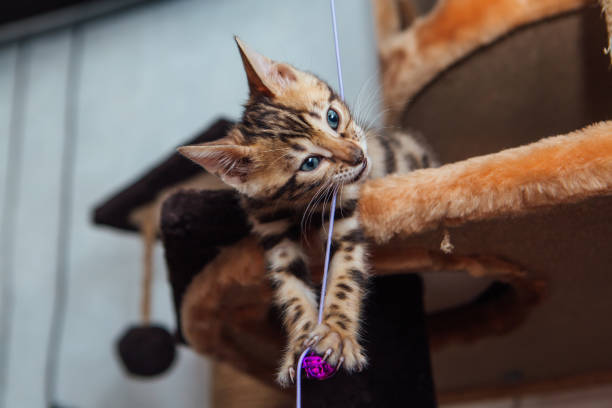istock Little cute bengal kitten is playing with a toy. 1225955273