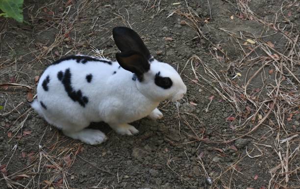 istock white rabbit in the front yard of the house 1225955324