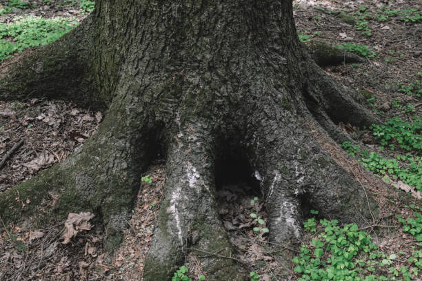 istock The roots of a large tree in the forest. 1225955684