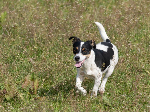 istock Nice young black and white Jack Russell Terrier running in a field 1225956479