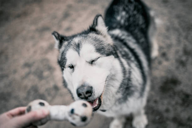 istock Close-up of an Alaskan Malamute dog muzzle 1225956509