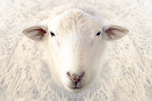 Portrait of a white sheep. Sheep look