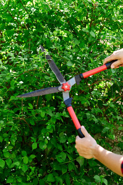 istock Man hands cuts branches of bushes with hand pruning scissors. 1225956821