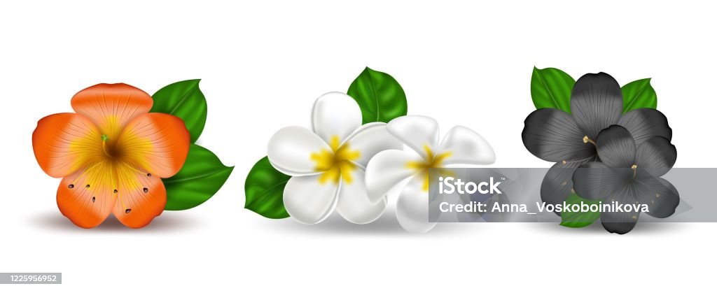 Ilustración de Conjunto Vectorial De Flores Hawaianas Tropicales Realistas Plumeria Y Hibisco Objeto Aislado De Color Amarillo Blanco Frangipani Sobre Un Fondo Blanco Paraíso Veraniego Ilustración Botánica De La Naturaleza y más Ilustración de Conjunto Vectorial De Flores Hawaianas Tropicales Realistas Plumeria Y Hibisco Objeto Aislado De Color Amarillo Blanco Frangipani Sobre Un Fondo Blanco Paraíso Veraniego Ilustración Botánica De La Naturaleza y más