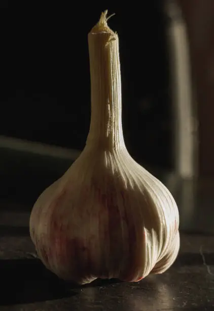 One garlic close-up closeup
