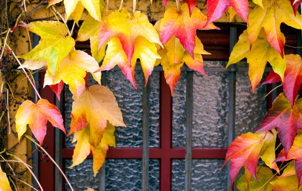 View of autumn colors outside the window