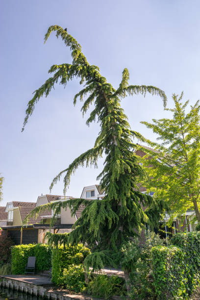 istock Tall, strongly curved Cedar of Lebanon 1225959049