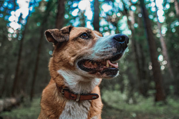 istock Orange dog in the forest 1225959052