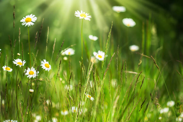 istock sunshine in an idyllic springtime meadow with daisies and chamomile flowers 1225959067