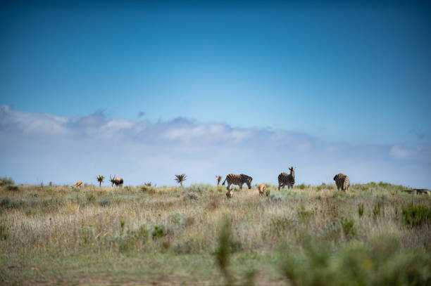 istock Zebra in mountainess grassland looking at camera with springbok running 1225960112