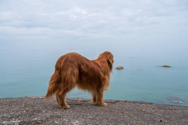 istock Golden retriever on the rocky shore 1225960128