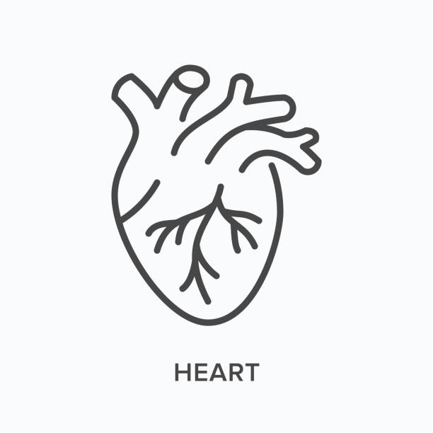 illustrazioni stock, clip art, cartoni animati e icone di tendenza di icona della linea piatta del cuore. illustrazione vettoriale dell'organo umano. pittogramma medico lineare sottile cardiovascolare, cardiologia - cuore umano