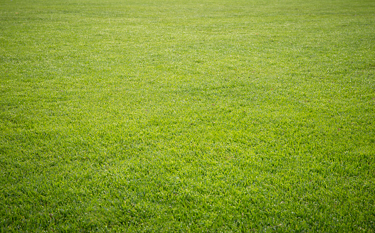 green grass background