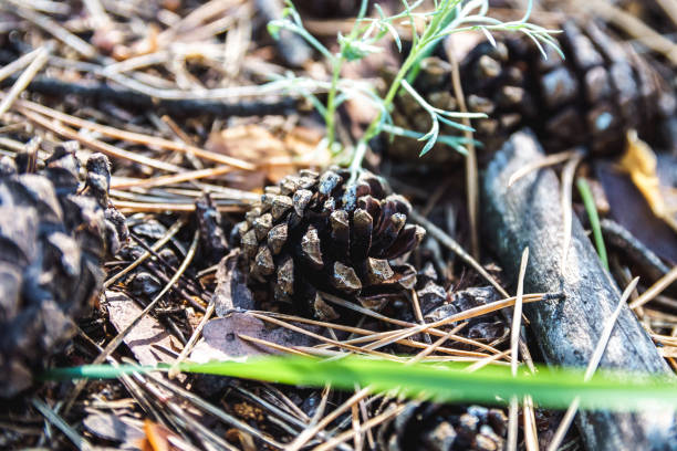 istock Soil in forest covered with coniferous needles and branches. 1225962817