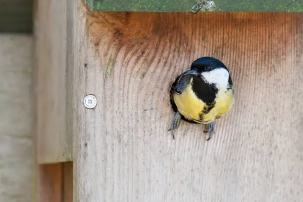 Great tit leaving his nest and birdhouse to find food for his chicks