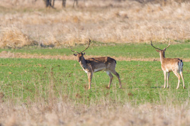 istock A group of Fallow deer in a meadow. Dama dama 1225963606