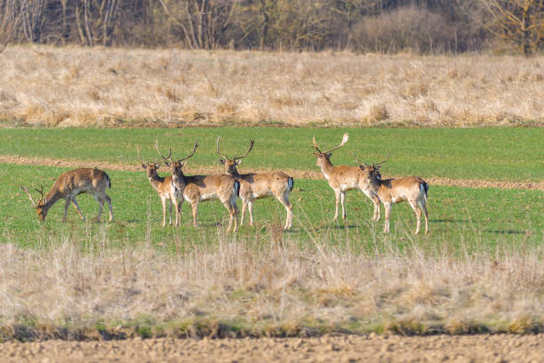 istock A group of Fallow deer in a meadow. Dama dama 1225963635