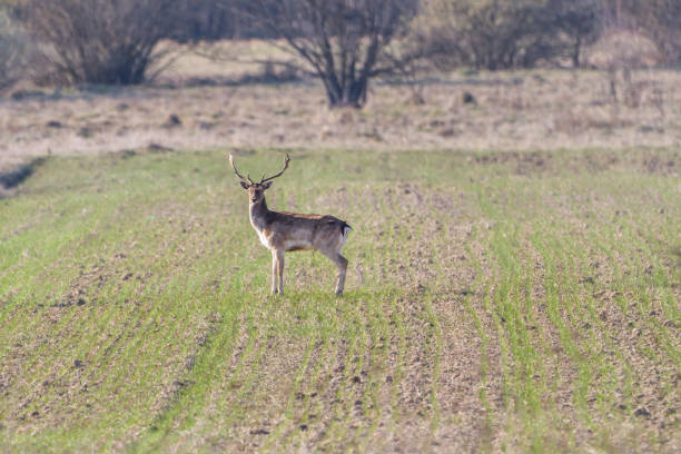 istock A group of Fallow deer in a meadow. Dama dama 1225963691