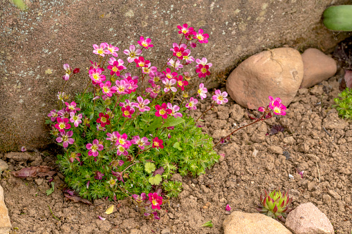 Moss saxifrage with pink flowers in a flower bed in front of a sandstone