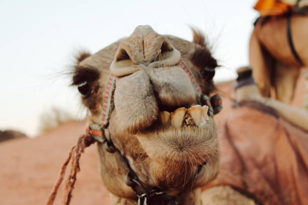 zęby wielbłąda - jordan camel wadi rum arabia zdjęcia i obrazy z banku zdjęć