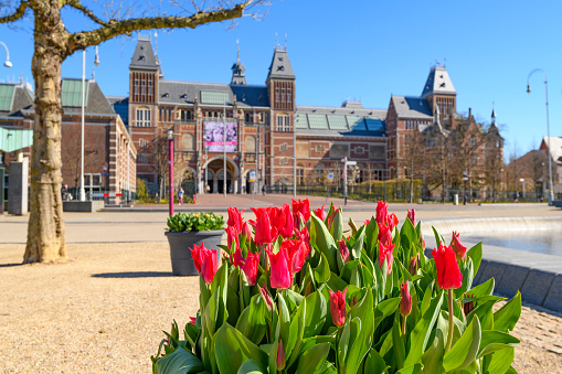 Rijksmuseum in Amsterdam with tulips in the foreground during a beautiful springtime day in the Capitol of The Netherlands. Tulips are a symbol for The Netherlands.