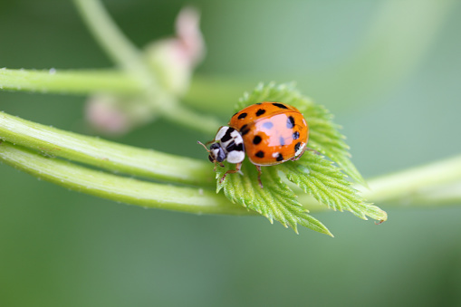 A spotted tortoise beetle on a leaf in the rainforest of Bali, Indonesia.