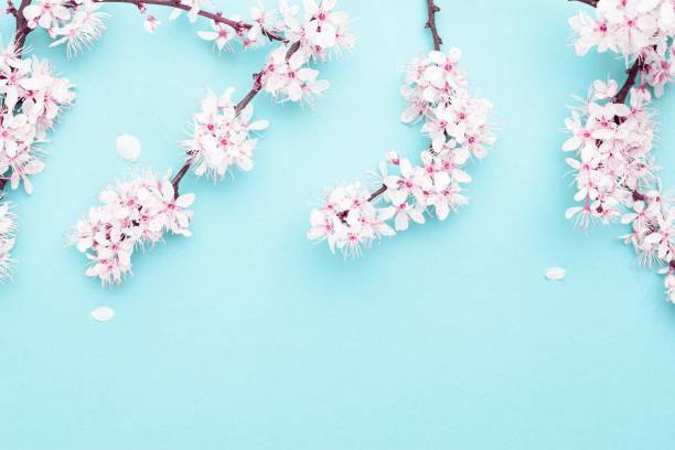 istock Spring border, spring blossom and April floral nature on blue background. Branches of blossoming apricot macro with soft focus. For easter and spring greeting cards with copy space. Springtime. 1225968003