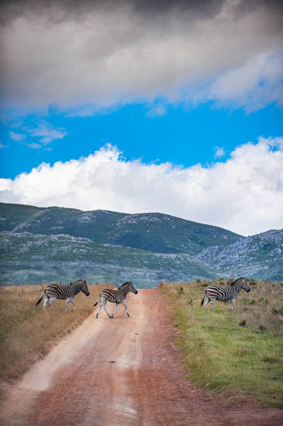 Zebras crossing a dirt track with mountain backdrop