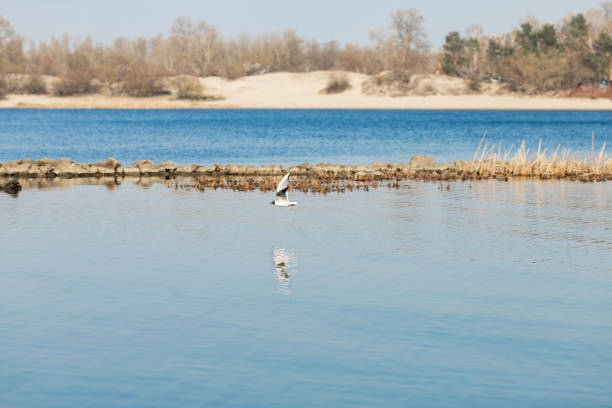 istock sea gull flies over a blue river on a clear day 1225969602