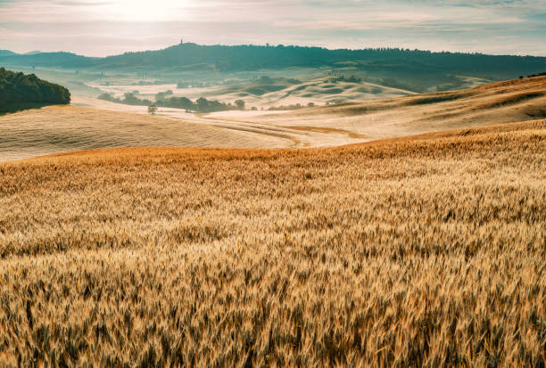 istock Sunny landscape from Val d'Orcia, Tuscany, Italy 1225969619