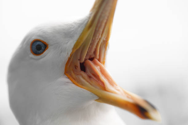 istock Macro shot of a screaming seagull. Many sharp teeth visible. 1225969842