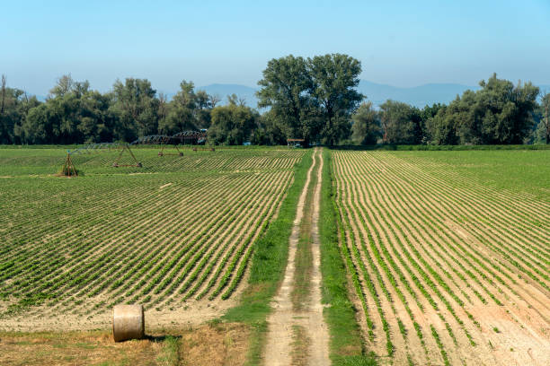 Summer landscape along the cycle path of the Po river, italy Summer landscape along the cycle path of the Po river, iin the Lodi province, Lombardy, Italy lodi italy stock pictures, royalty-free photos & images