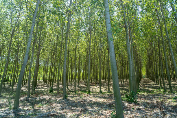 Summer landscape along the cycle path of the Po river, italy Summer landscape along the cycle path of the Po river, iin the Lodi province, Lombardy, Italy. Poplars lodi italy stock pictures, royalty-free photos & images